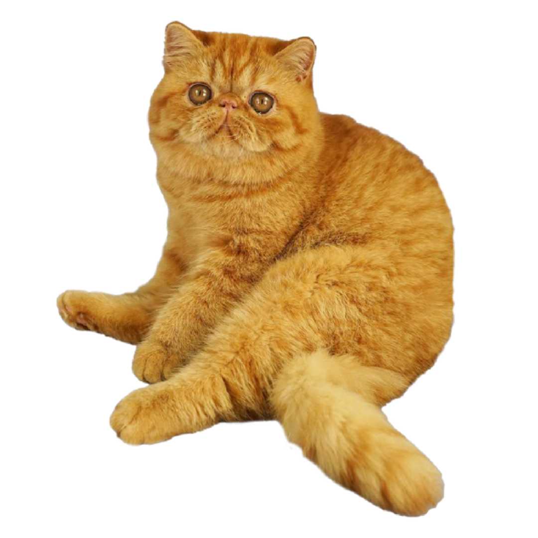 expo mascotas mexico