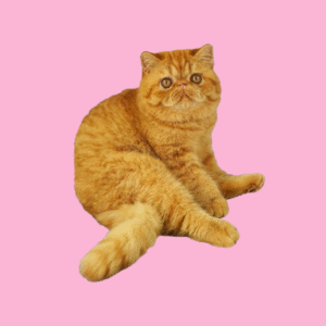 Entrada General 26 y 27 Julio