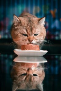 alimentacion de gatos